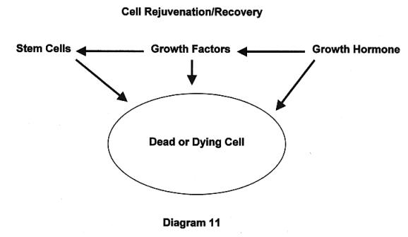 DIAGRAM 11