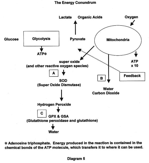 DIAGRAM 5